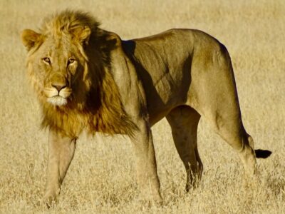 Etosha Nationalpark mit Travel Lounge entdecken