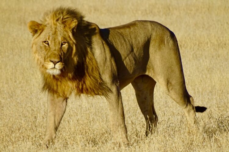 Etosha Nationalpark mit Travel Lounge entdecken