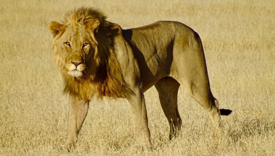 Etosha Nationalpark mit Travel Lounge entdecken