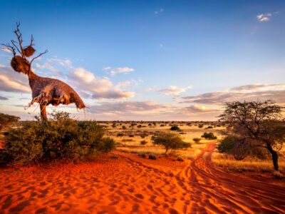 Die Kalahari Wüste mit Travel Lounge entdecken