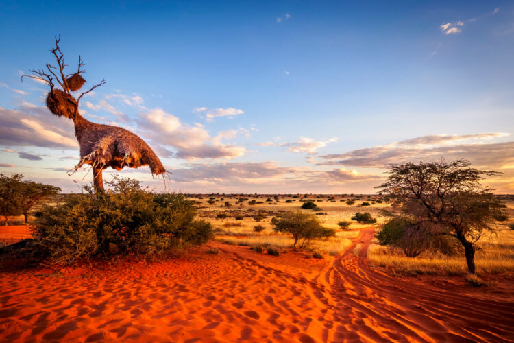 Die Kalahari Wüste mit Travel Lounge entdecken