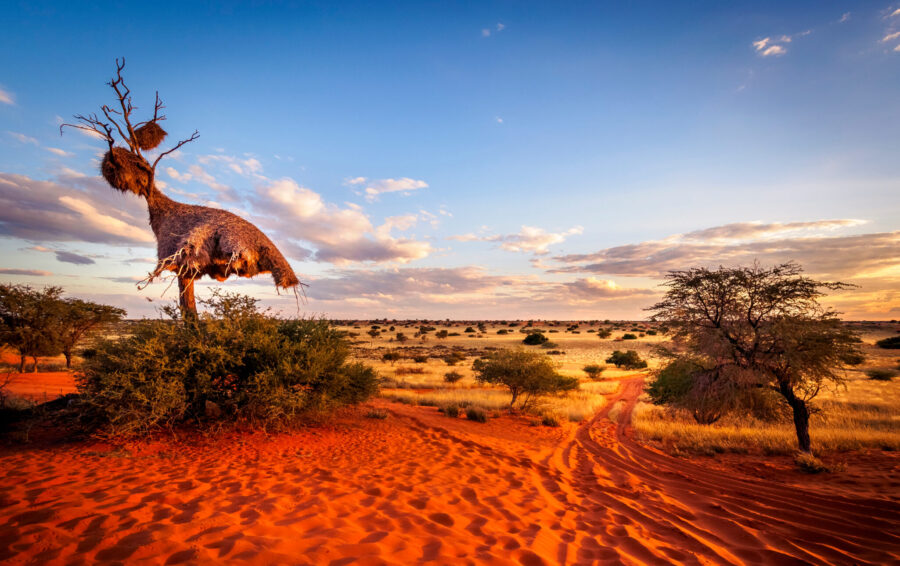 Die Kalahari Wüste mit Travel Lounge entdecken