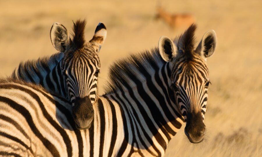 Afrika mit Travel Lounge entdecken