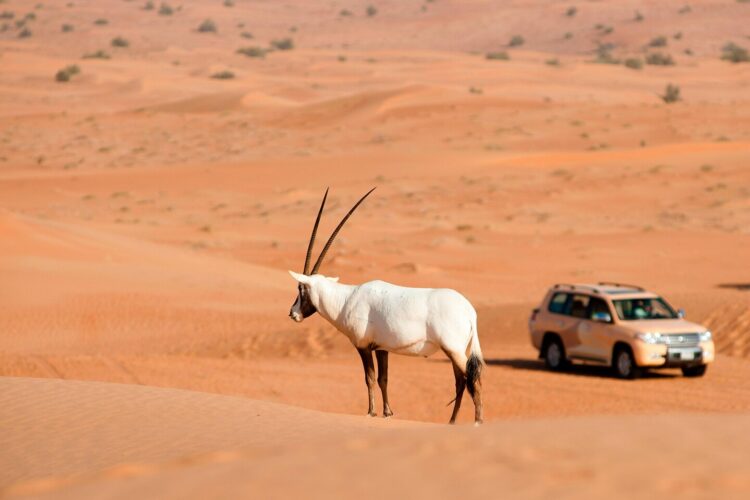 Al Maha A Luxury Collection Desert Resort Safari