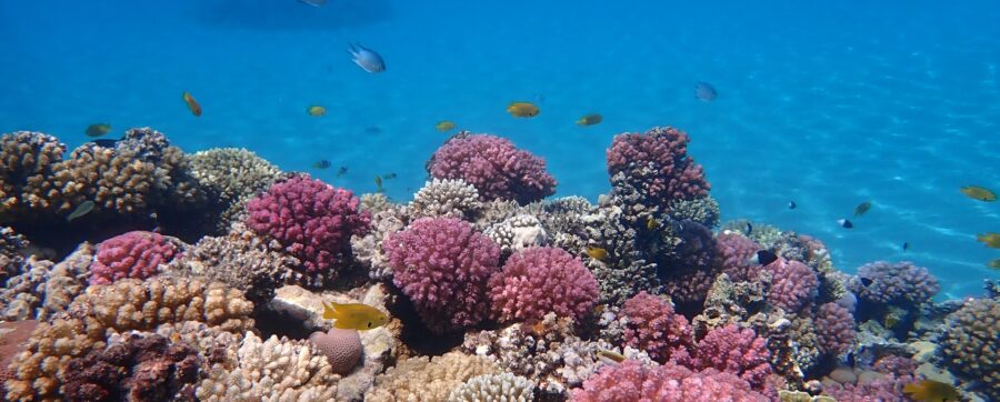 El Gouna Ägypten Ferien