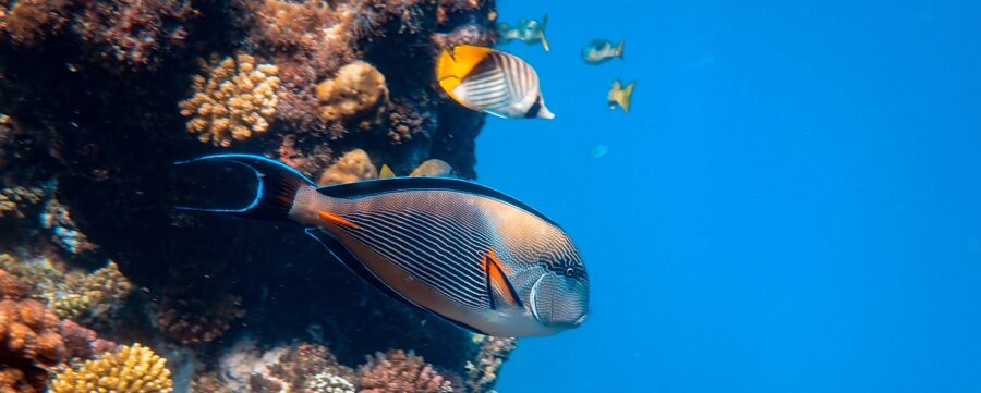 Marsa Alam Ägypten Ferien