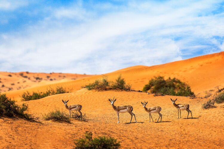 The Ritz-Carlton Al Wadi Desert 