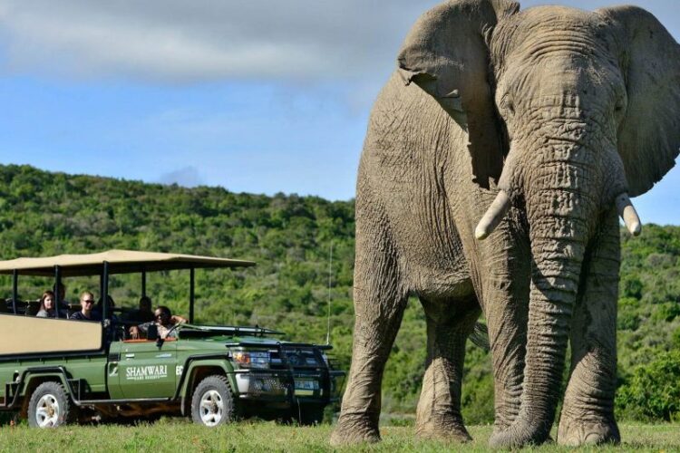 Eagles Crag Lodge - Shamwari Reserve Safari