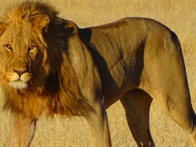 Etosha Nationalpark Namibia