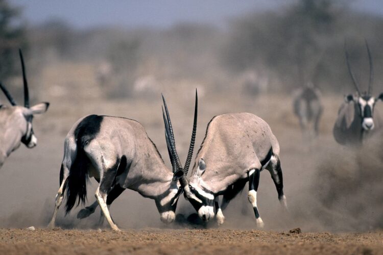 Etosha Safari Lodge 