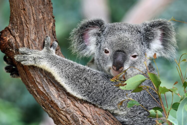 Koala im Great Otway Nationalpark