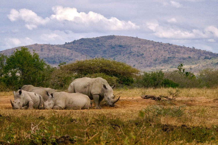 Nashörner im Hluhluwe Mfolozi Game Reserve
