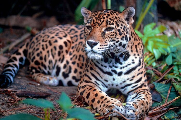 Jaguar im Corcovado Nationalpark