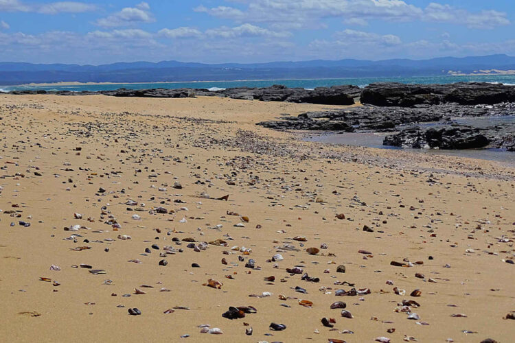 Muscheln am Strand von Jeffreys Bay