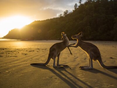 Australiens Süden Highlights - Mietwagen Rundreise