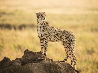 Kruger Nationalpark mit Travel Lounge entdecken