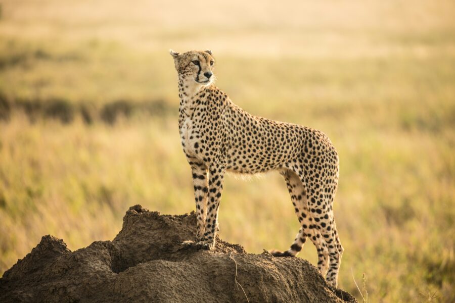 Kruger Nationalpark mit Travel Lounge entdecken