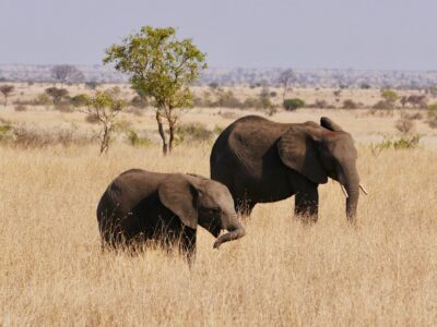 Südafrika mit Travel Lounge entdecken