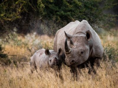 Kruger Nationalpark