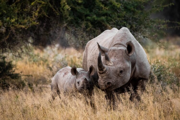 Kruger Nationalpark mit Travel Lounge entdecken