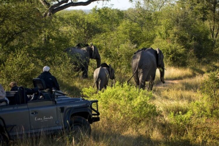 Lion Sands Narina Lodge Safari