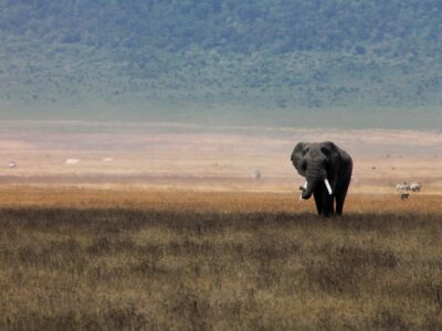 Tansania “Luxus pur” – Privat Safari