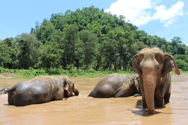 Elefanten beim morgendlichen Bad