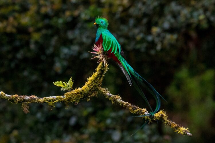 Quetzal im Los Quetzales Nationalpark