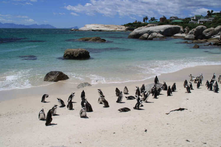 Pinguinkolonien im Städtchen Simons Town