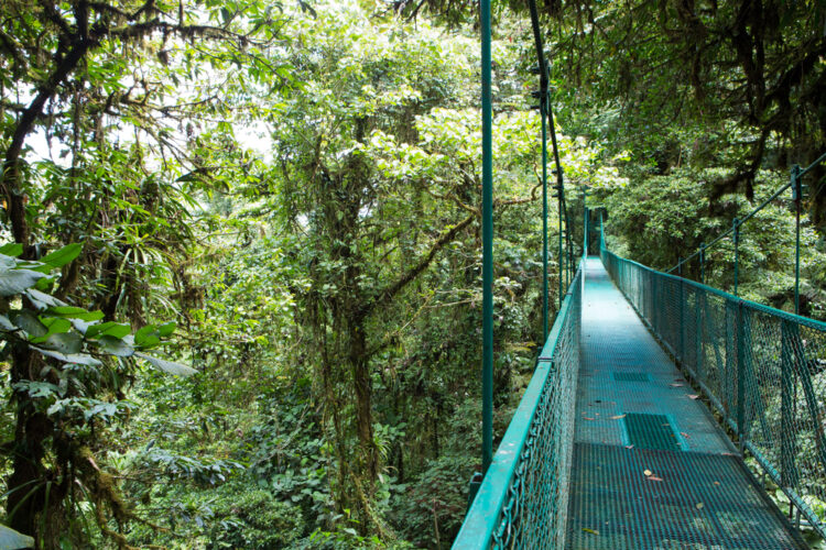 Skywalk im Monteverde Nationalpark