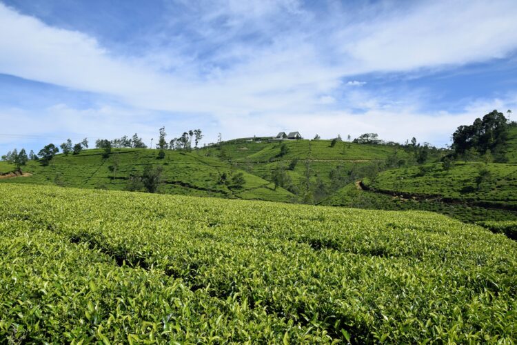 Teeplantagen Nuwara Eliya