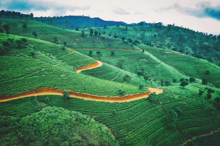 Teeplantagen Nuwara Eliya