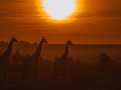 Suedafrika Giraffen_2
