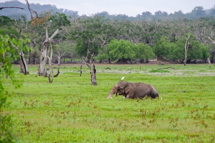 Yala Nationalpark