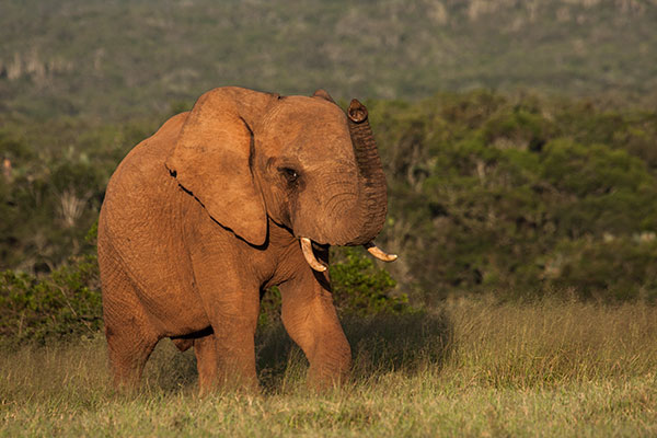 Chrislin African Lodge Elefant