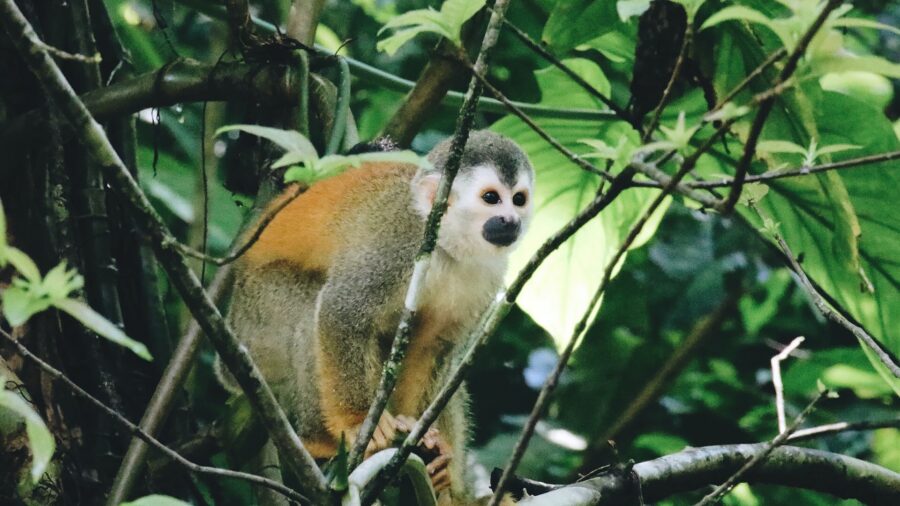 Halbinsel Osa Costa Rica