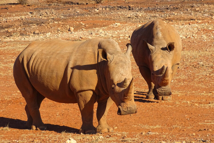 Lapa Lange Game Lodge Nashörner