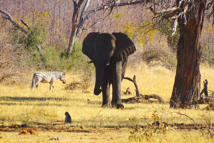 Ndhovu Safari Lodge Pirschfahrt im Mahango Nationalpark