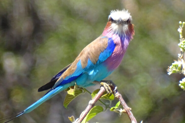 Ndhovu Safari Lodge Bird Watching