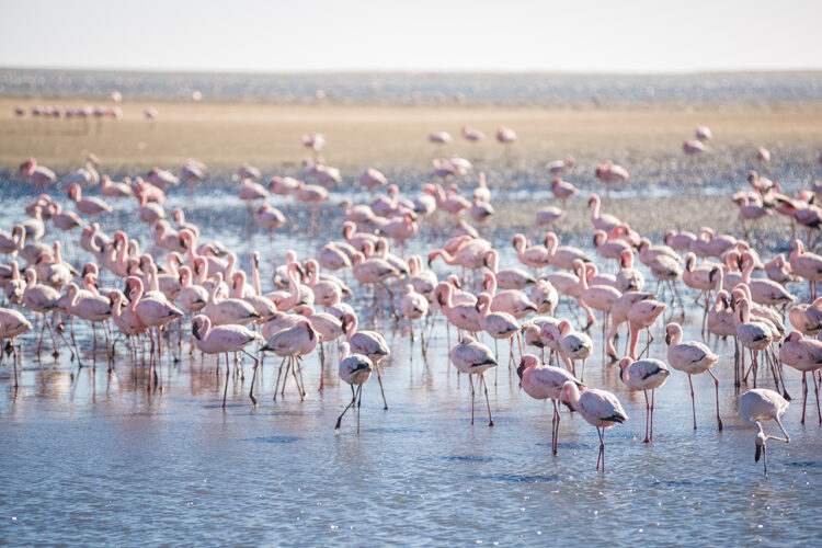 Flamingo Villas Boutique Hotel Flamingos