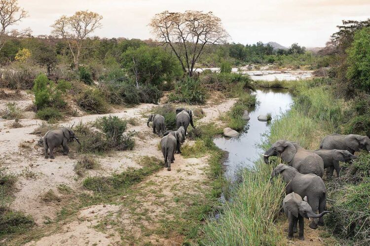 Londolozi Pioneer Camp Elefanten