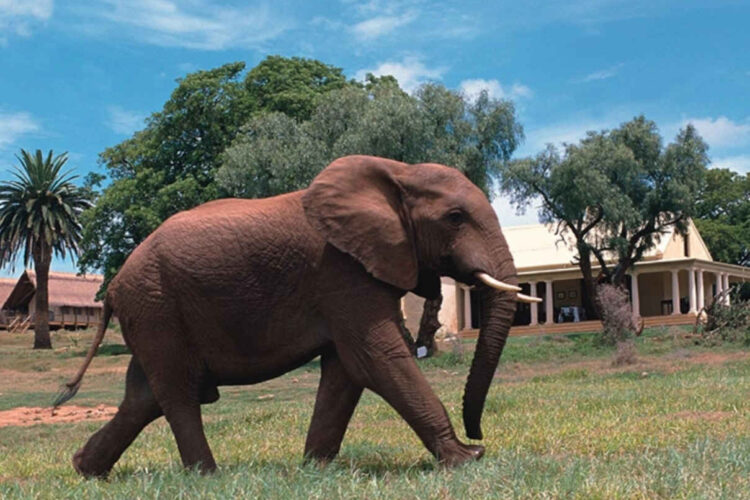 Gorah Elephant Camp Addo Elephant Nationalpark Südafrika