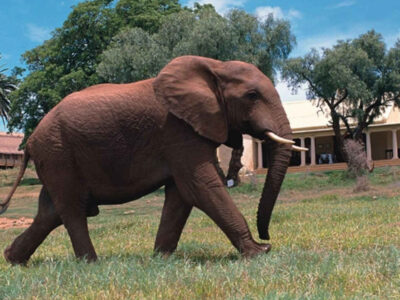 Gorah Elephant Camp Addo Elephant Nationalpark Südafrika