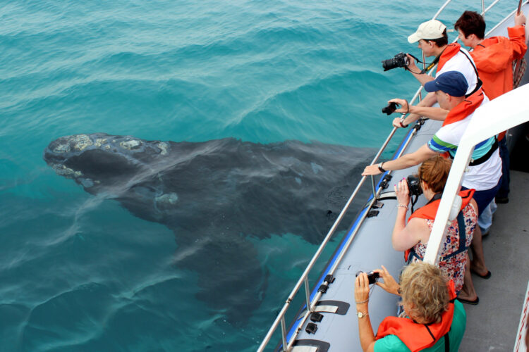 Grootbos Private Nature Reserve Whale Watching