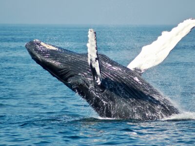 Whale Coast Südafrika
