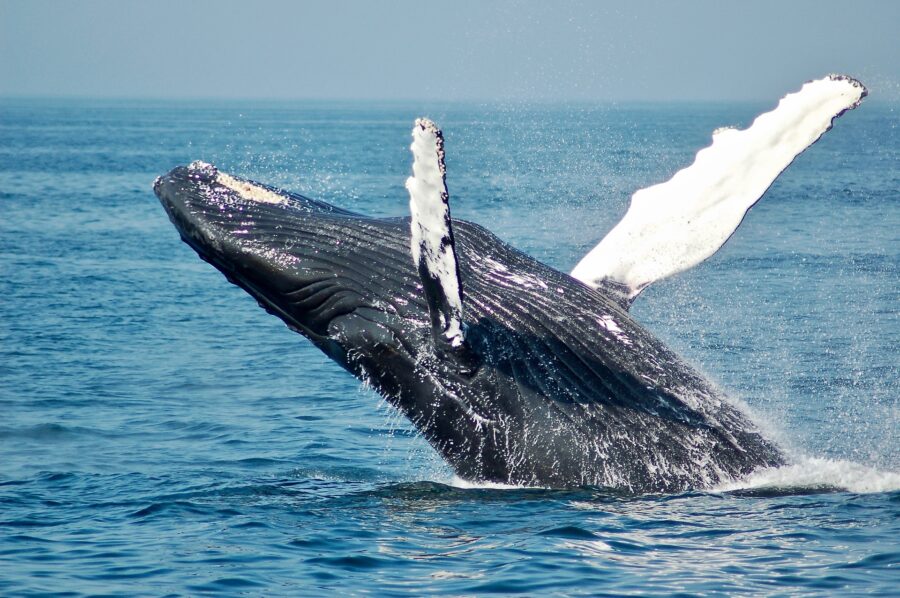 Whale Coast mit Travel Lounge entdecken