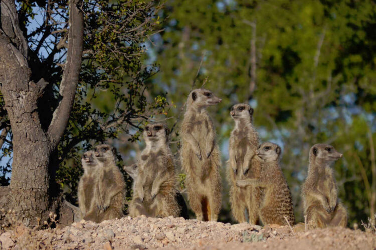 Erdmännchen bei Oudtshoorn