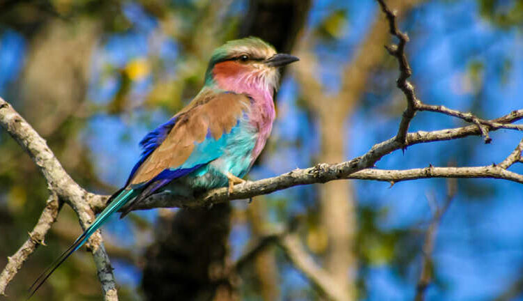 Iketla Lodge Bird Watching