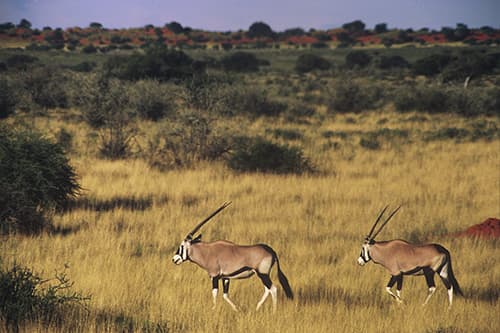 Oryx Antilopen
