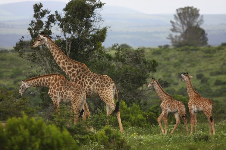 Kariega Main Lodge Giraffen